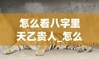 怎么看八字里天乙贵人_怎么看八字里天乙贵人(八字天乙贵人的查法)