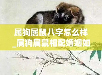 属狗属鼠八字怎么样_属狗属鼠相配婚姻如何(属狗的属鼠)