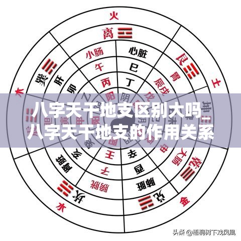 八字天干地支区别大吗_八字天干地支的作用关系(八字天干与地支的力量)