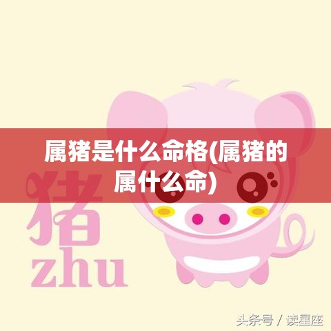 属猪是什么命格(属猪的属什么命)