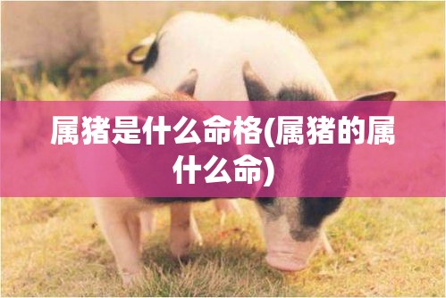 属猪是什么命格(属猪的属什么命)