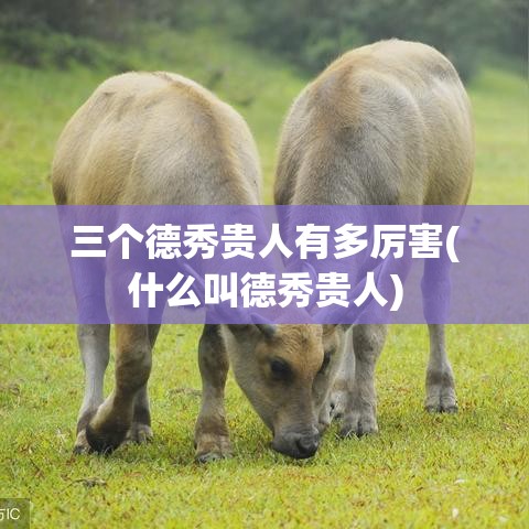 三个德秀贵人有多厉害(什么叫德秀贵人)