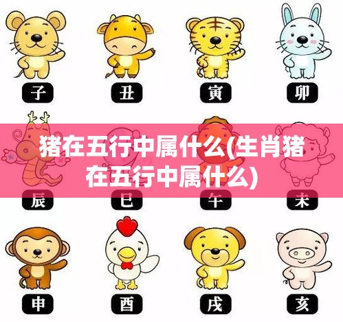 猪在五行中属什么(生肖猪在五行中属什么)