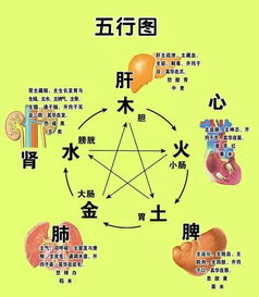 五行音疗补脾养肺音乐睡眠(五行调理音乐)