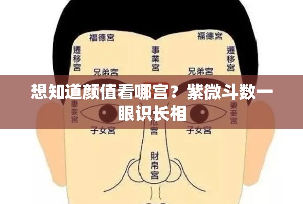 想知道颜值看哪宫？紫微斗数一眼识长相