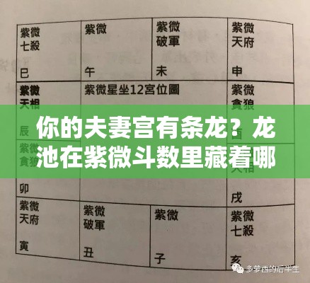 你的夫妻宫有条龙？龙池在紫微斗数里藏着哪些感情玄机