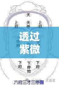 透过紫微斗数解读你的天生面相