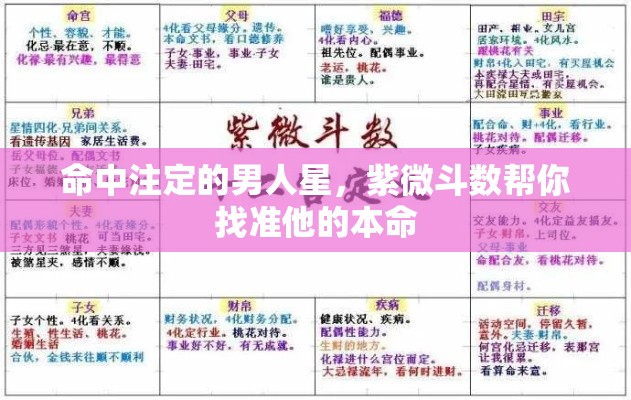 命中注定的男人星，紫微斗数帮你找准他的本命