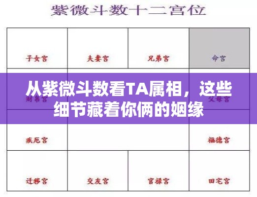 从紫微斗数看TA属相，这些细节藏着你俩的姻缘