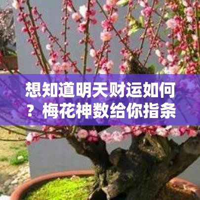 想知道明天财运如何？梅花神数给你指条路