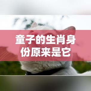 童子的生肖身份原来是它